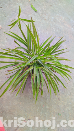 Spider plant